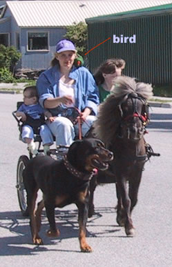 pony cart