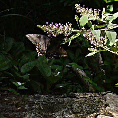 found a butterfly on the way to volunteer today