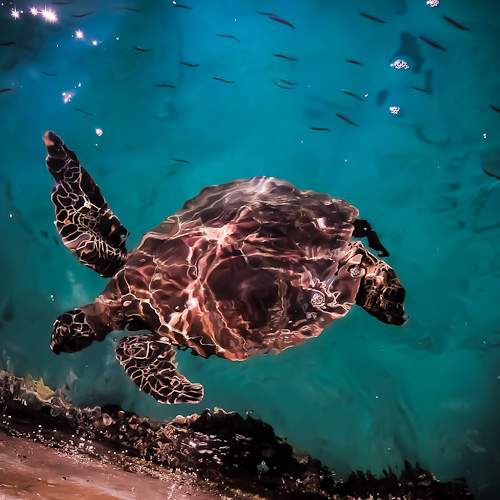 Turtle and some little sardines. Mr Turtle is a vegen so the sardines are safe.