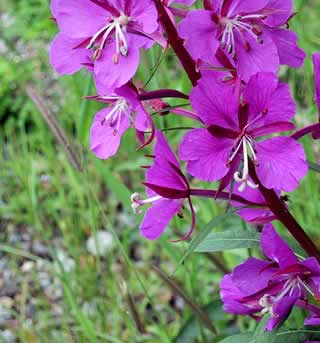 fireweed